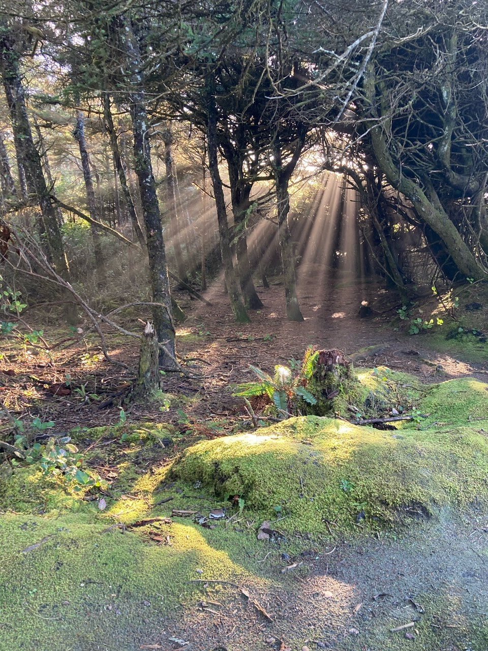 Sunlight filtering through a green forest