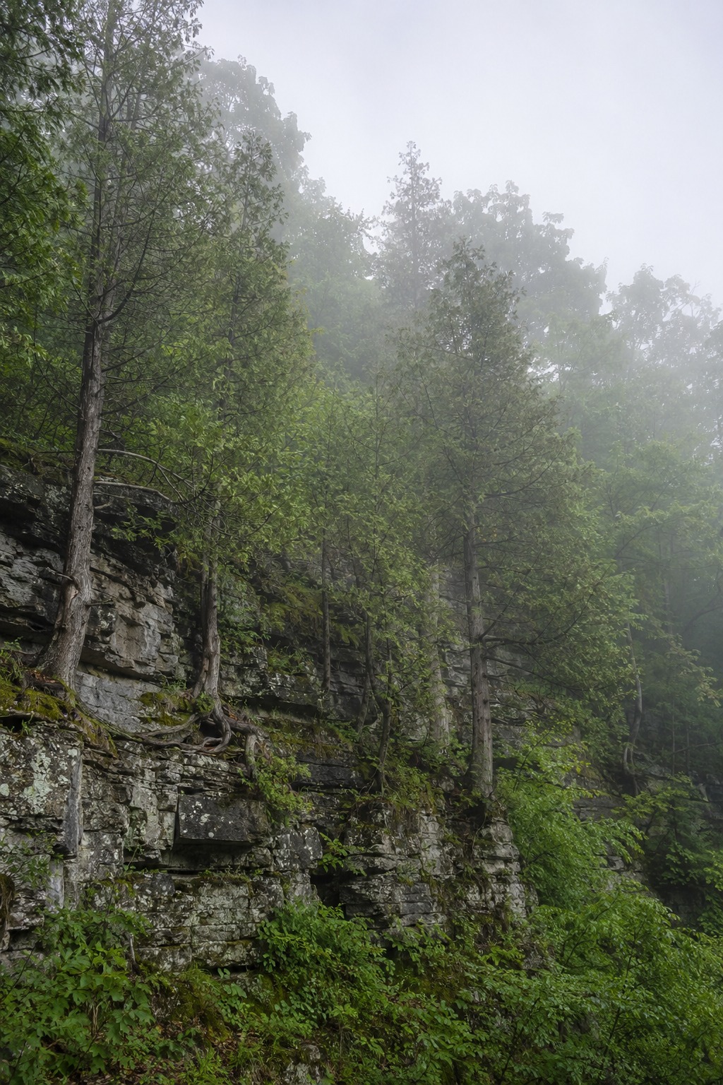 Misty limestone cliff and eastern white cedar on the Niagara Escarpment in Halton Region