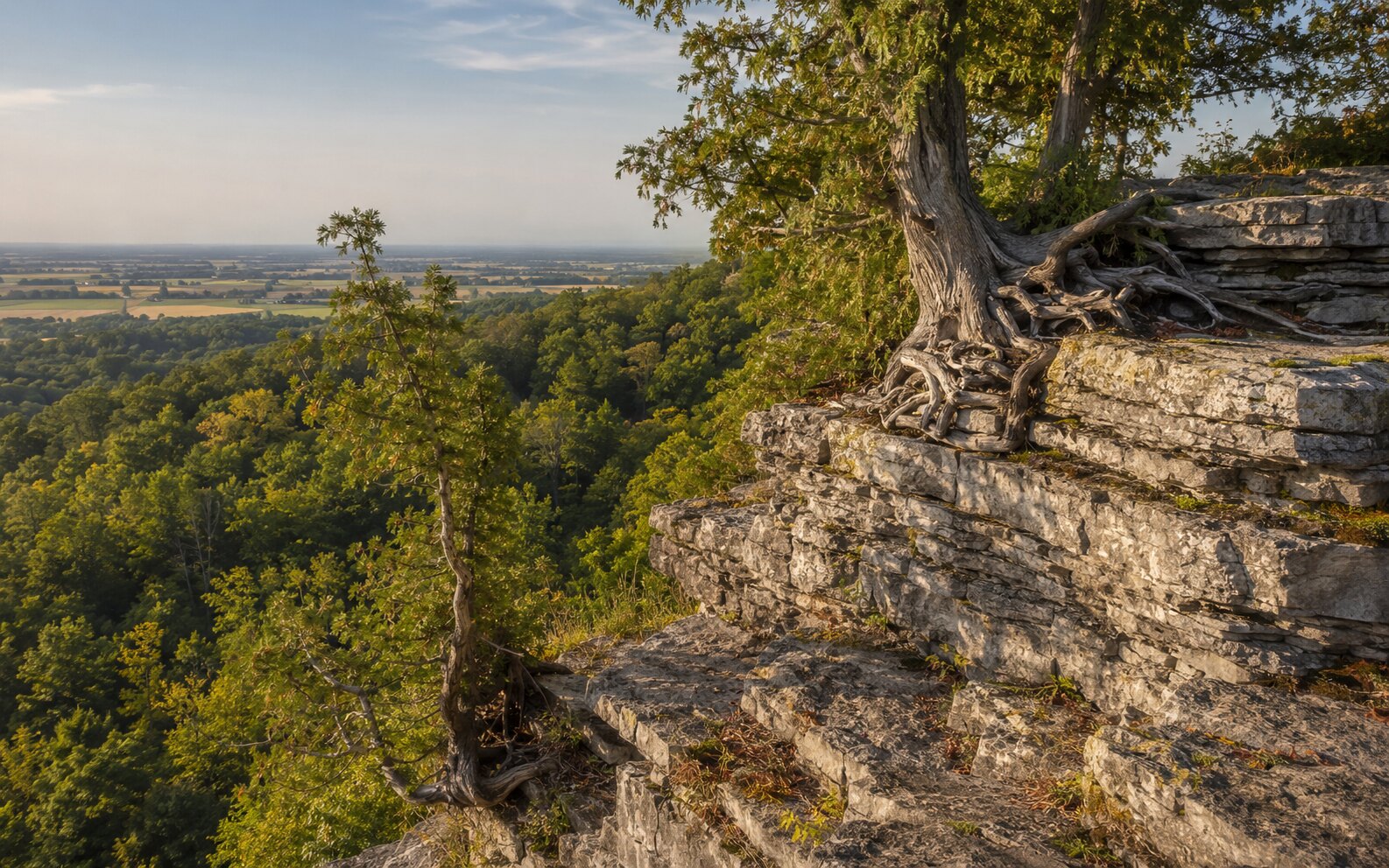 Layered limestone and cliff-edge cedar at Rattlesnake Point